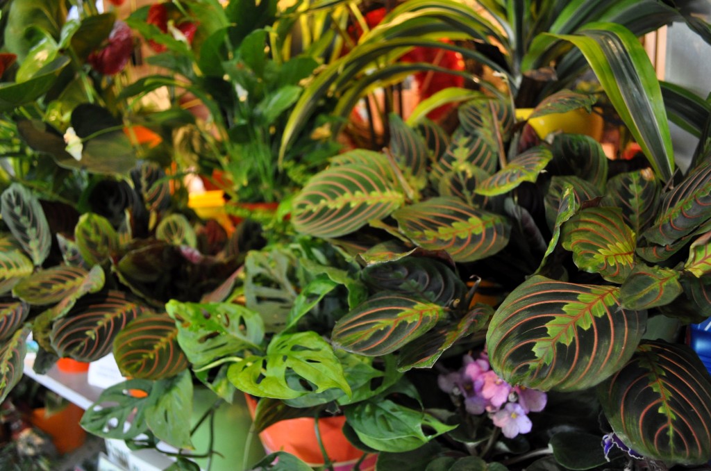 Cool Plants For Your Home Moving Happiness Home Cool Plants For Your Home Moving Happiness Home
