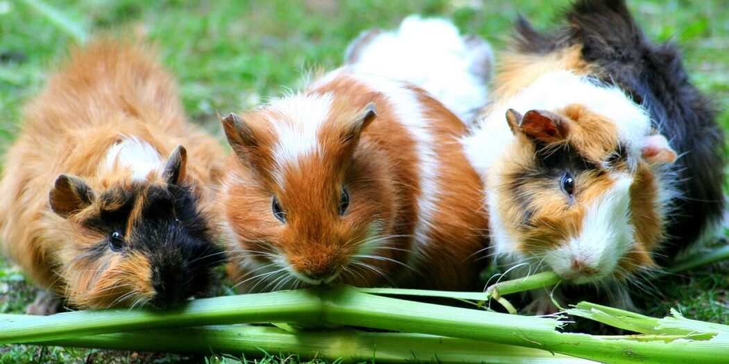 Moving With Small Furry Pets Moving Happiness Home