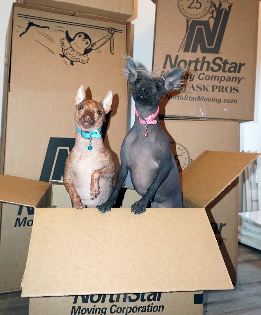 moving with pets long distance 