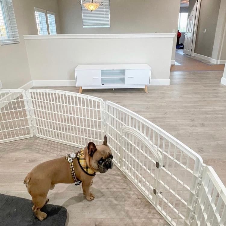 On moving day keep pets safe and secure.