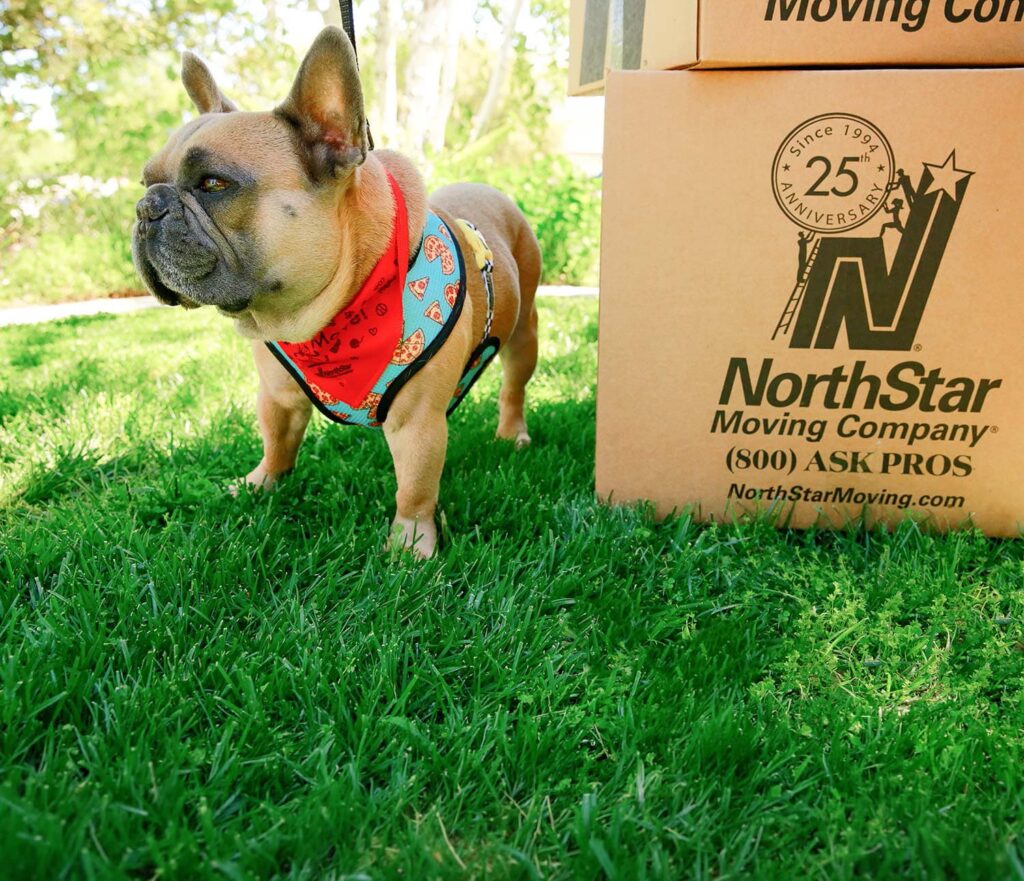Tips for Moving with pets from NorthStar Moving