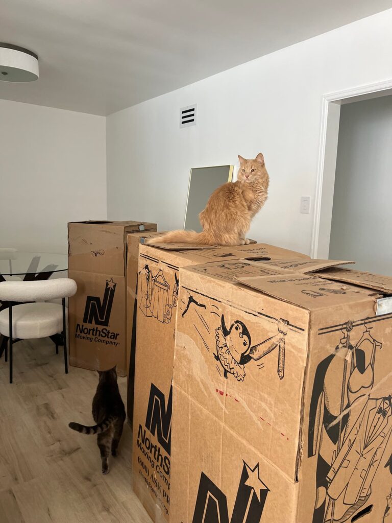 Tips for moving with cats 