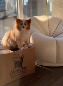 Luxury Moving Company in San Francisco partners with experts to care of your pets on moving day